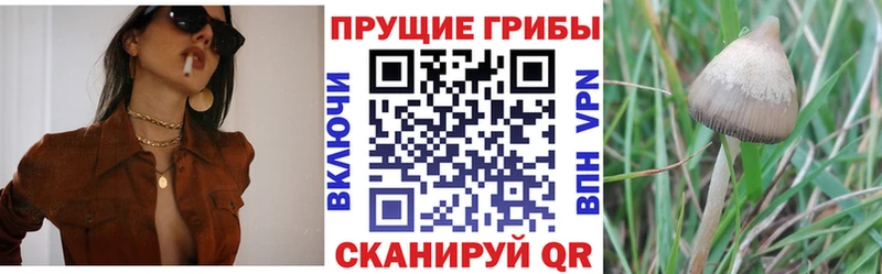 Галлюциногенные грибы прущие грибы  Староминская 